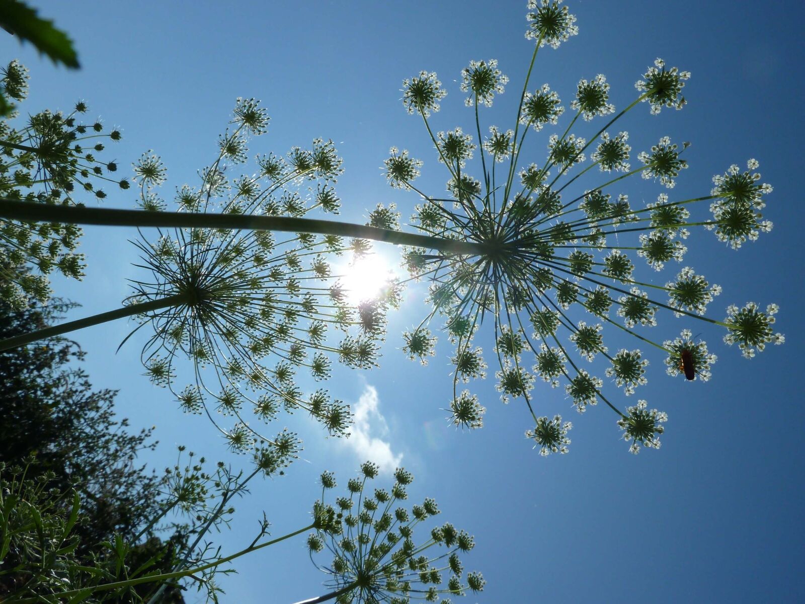 Panasonic Lumix DMC-ZS5 (Lumix DMC-TZ8) sample photo. Umbels, flowers, carrot photography