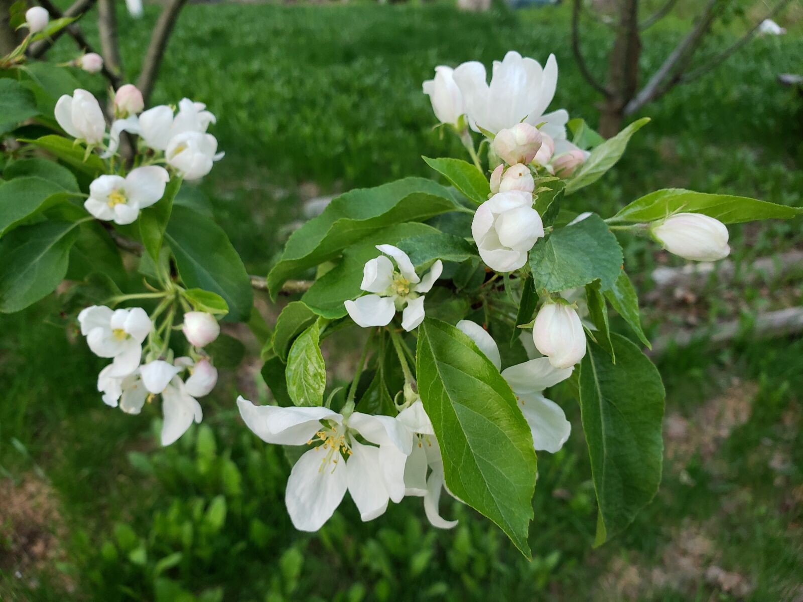 Samsung Galaxy S9 sample photo
