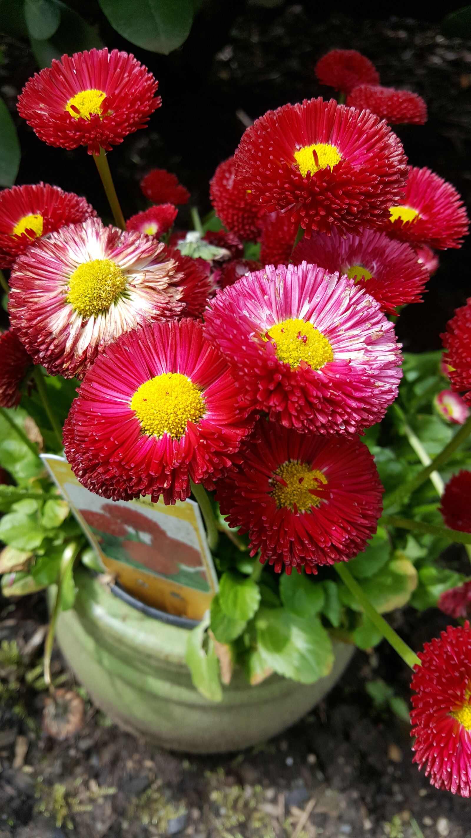 Samsung Galaxy Note5 sample photo. Red, flower, plant photography