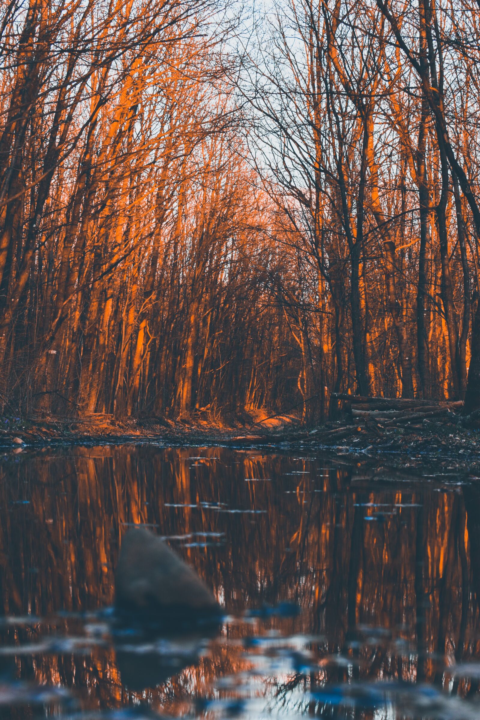 Nikon D3500 sample photo. Trees, forest, brown photography