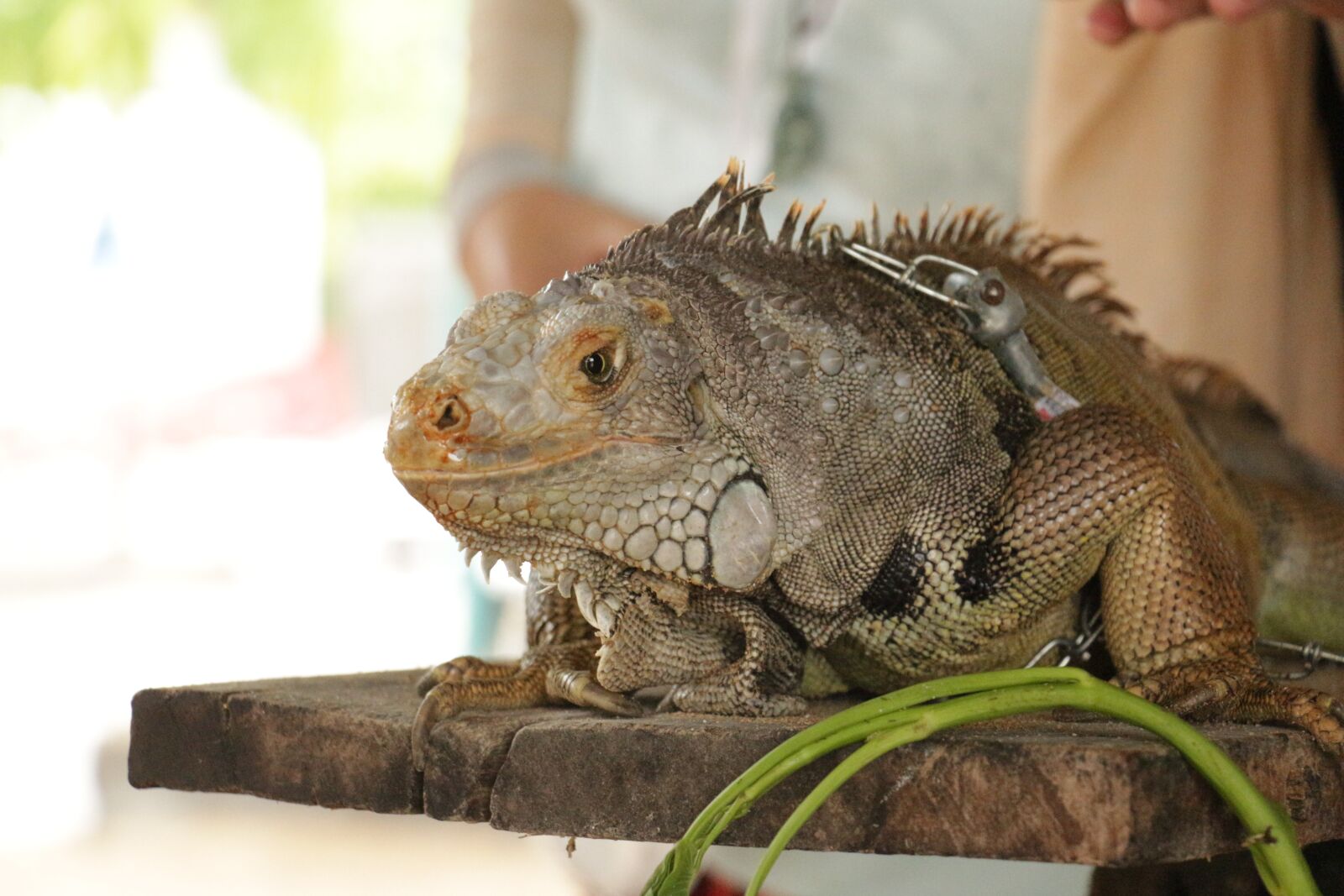 Canon EOS 700D (EOS Rebel T5i / EOS Kiss X7i) sample photo. Wildlife, lizard, reptiles photography