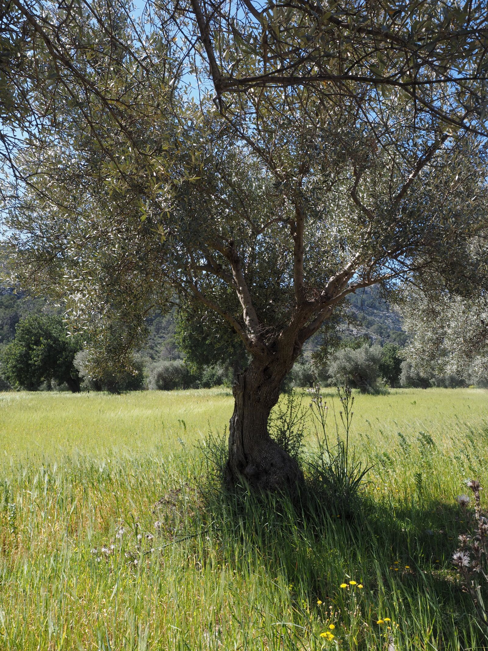 Olympus OM-D E-M1 + Olympus M.Zuiko Digital ED 12-40mm F2.8 Pro sample photo. Tribe, gnarled, old photography