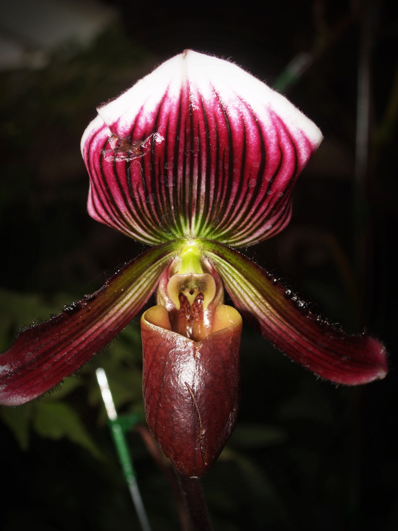 Olympus E-300 (EVOLT E-300) sample photo. Flower, orchid, tropical photography