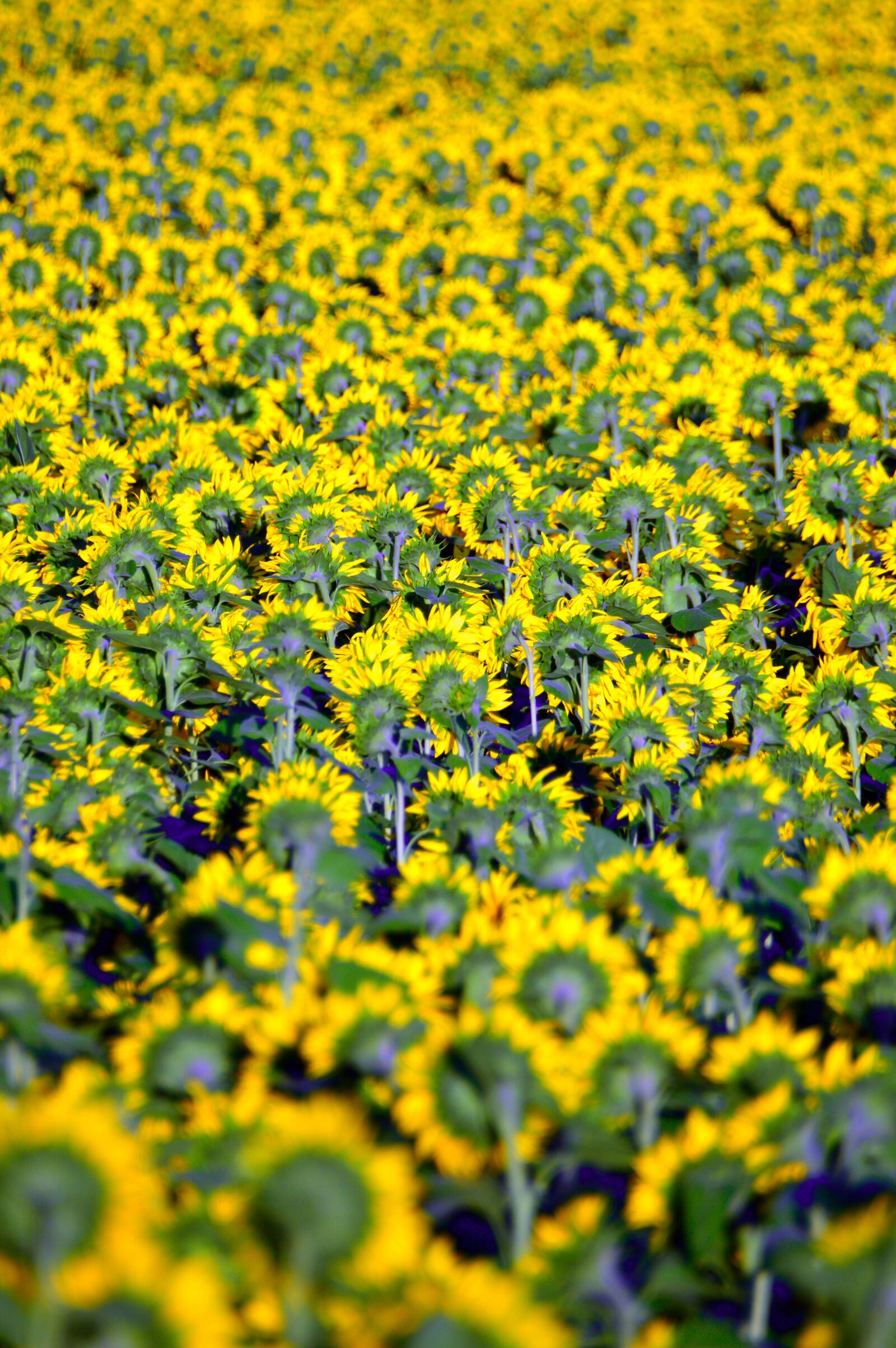 Nikon D3200 sample photo. Sunflower, yellow, yellow petals photography