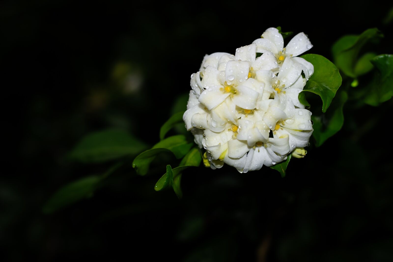 Canon EOS 700D (EOS Rebel T5i / EOS Kiss X7i) + Canon EF 50mm F1.8 STM sample photo. Glass, sundew, flowers photography