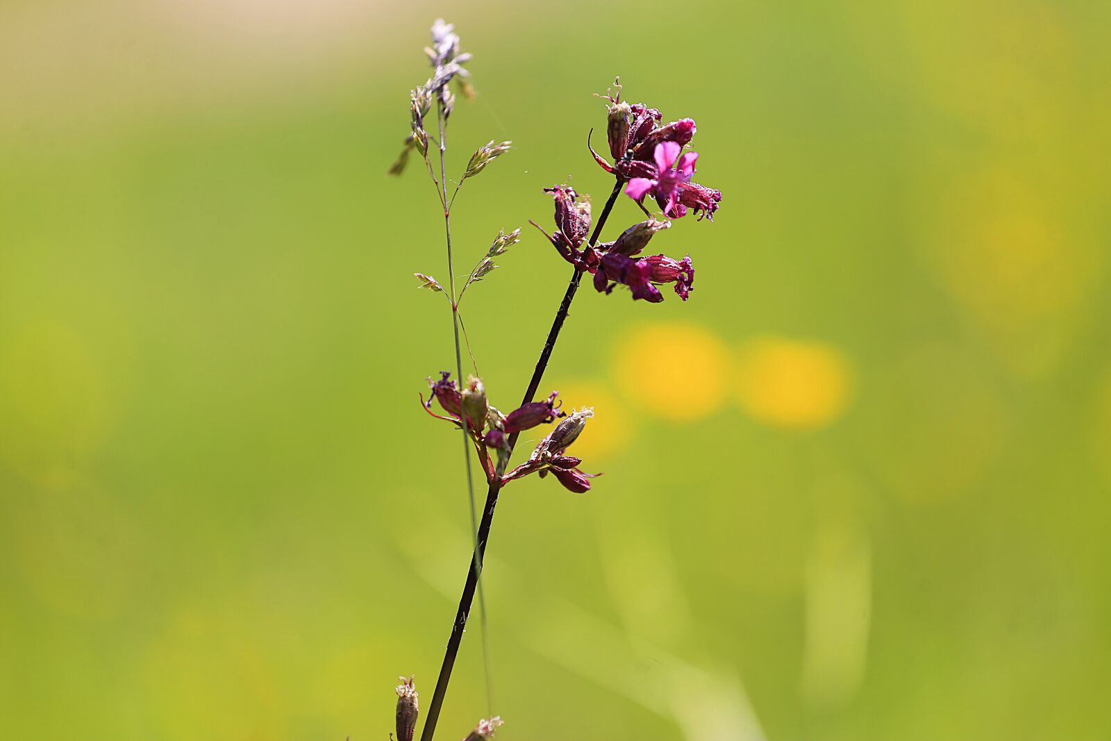 Canon EOS 6D + Canon EF 70-200mm F4L USM sample photo. Flower, beauty, summer photography