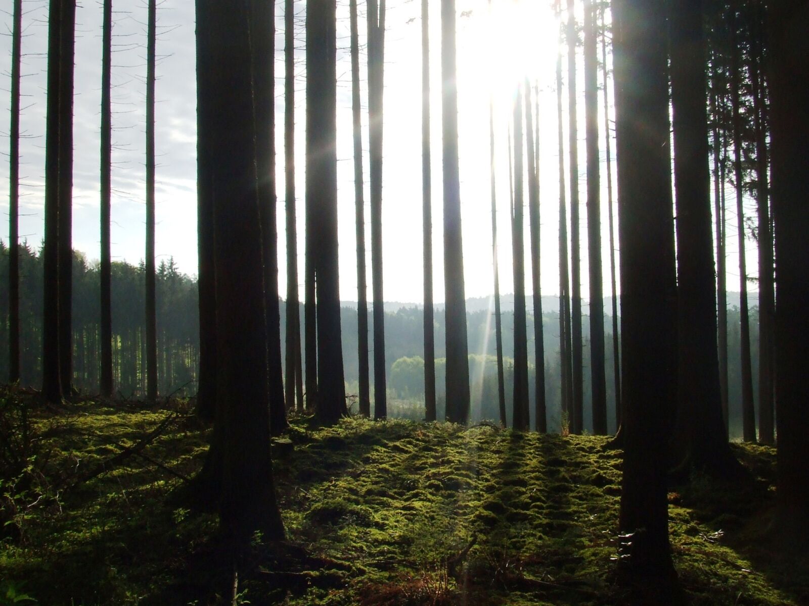 Fujifilm FinePix Z3 sample photo. Tree, backlighting, sun photography