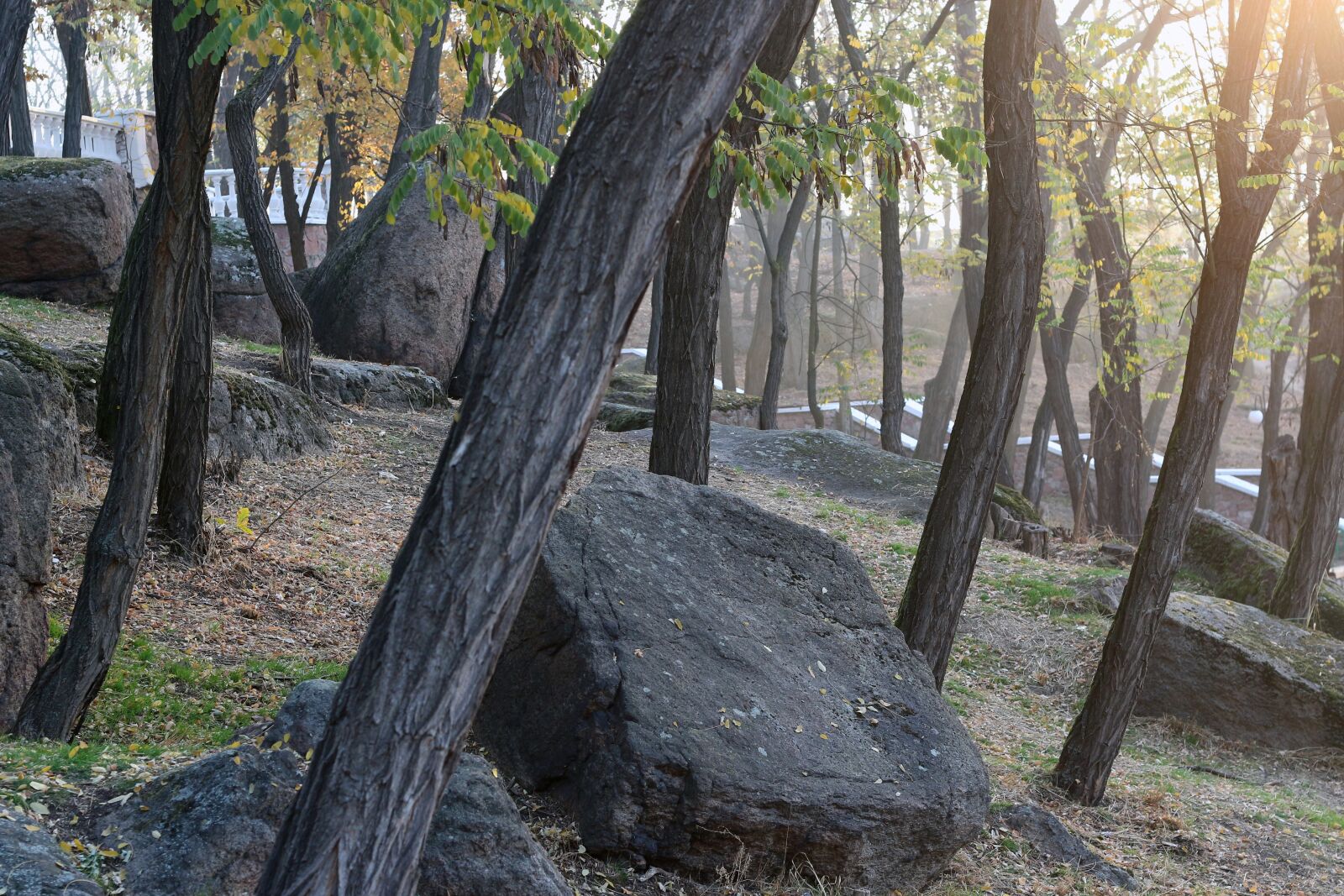 Canon EOS 700D (EOS Rebel T5i / EOS Kiss X7i) sample photo. Autumn, nature, trees photography