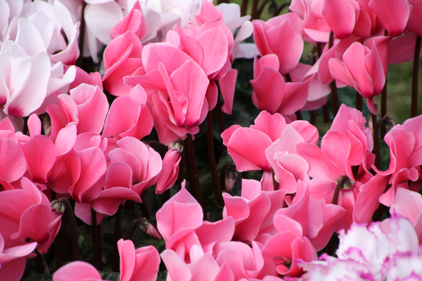 Canon EOS 7D Mark II sample photo. Flower, red flower, pink photography