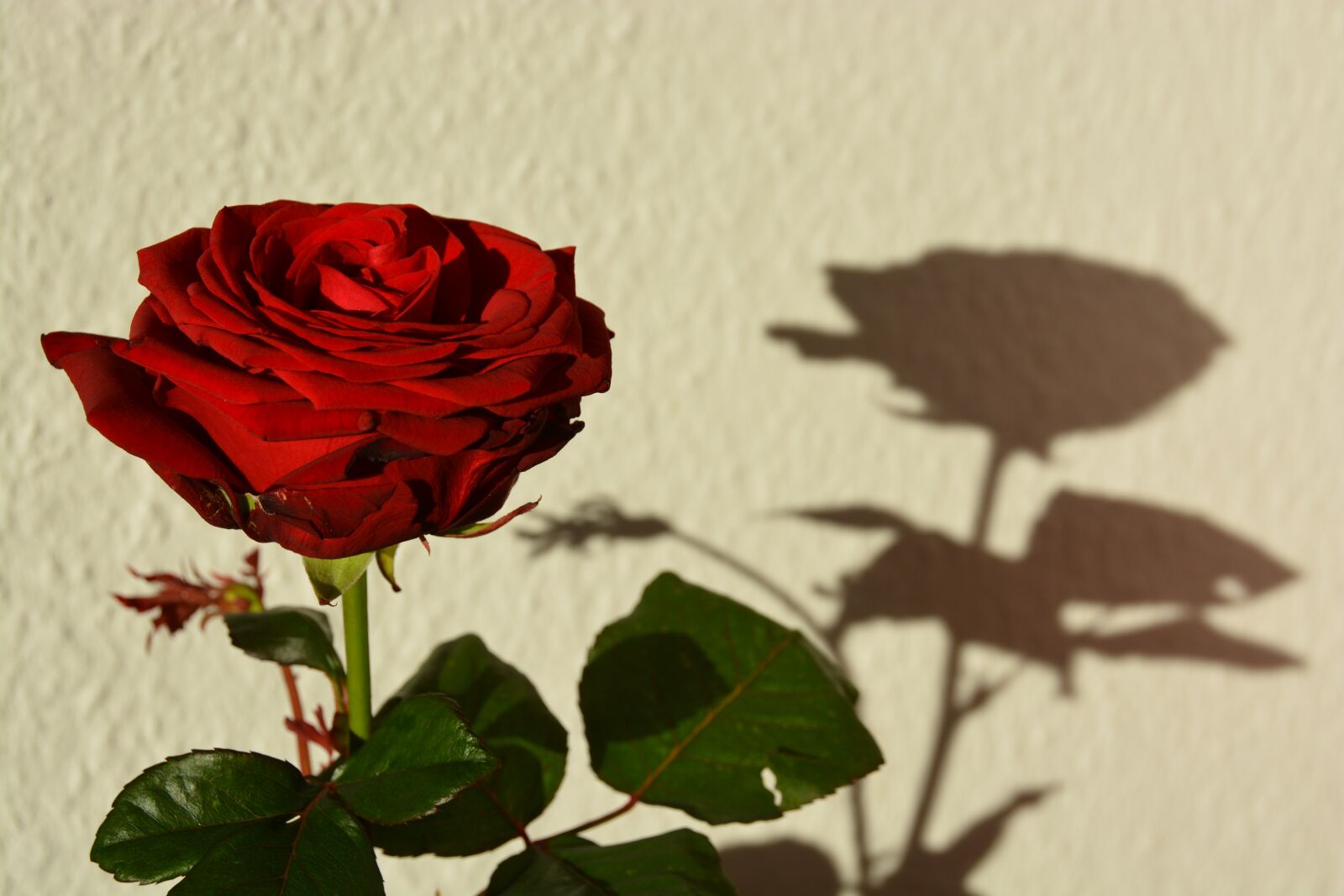 Nikon D7100 sample photo. Rose, red, shadow photography