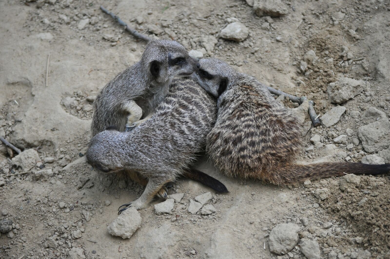 Nikon D5000 sample photo. Meerkat, animals, zoo photography