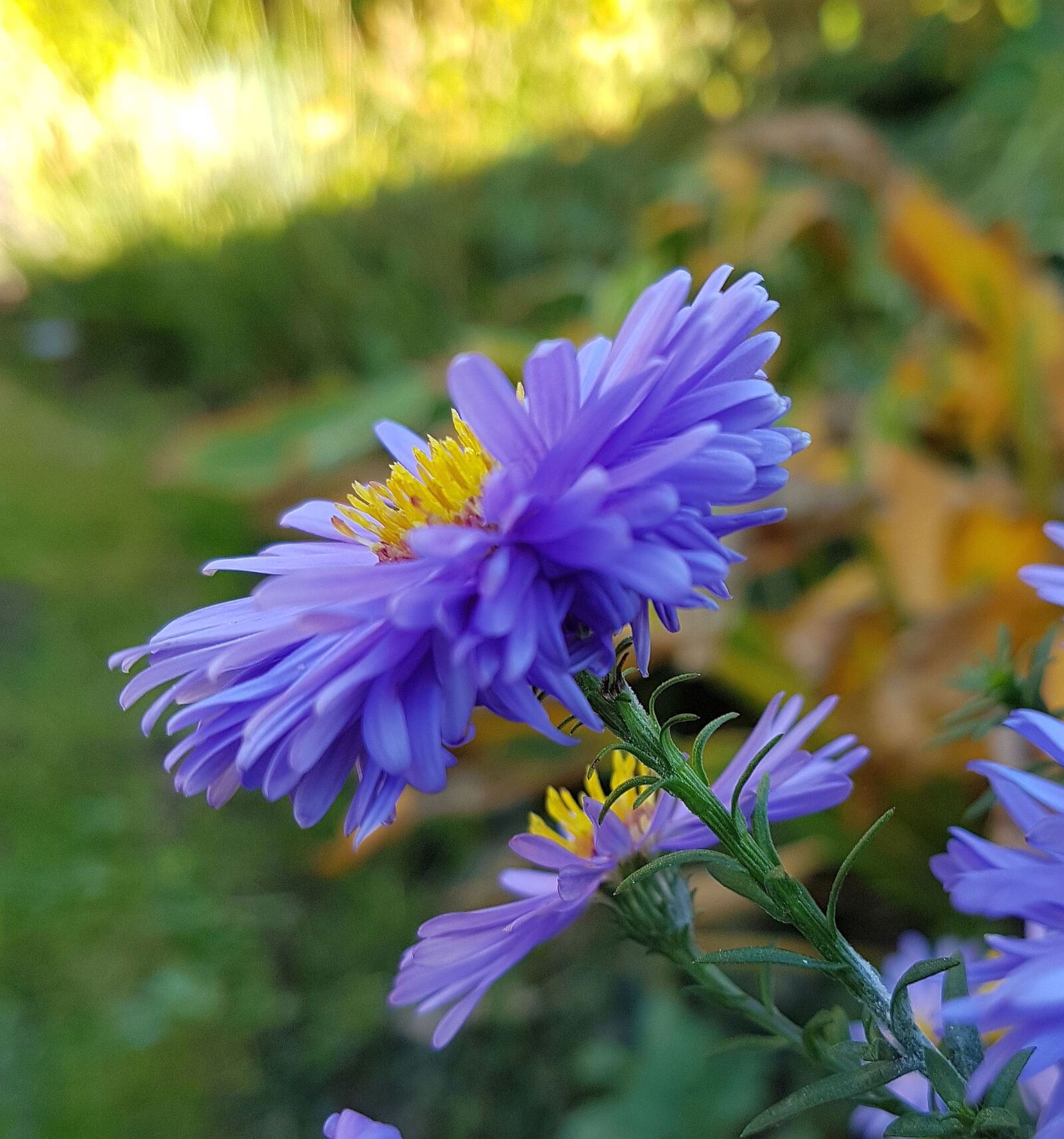 Samsung Galaxy S7 sample photo. Garden, blossom, bloom photography