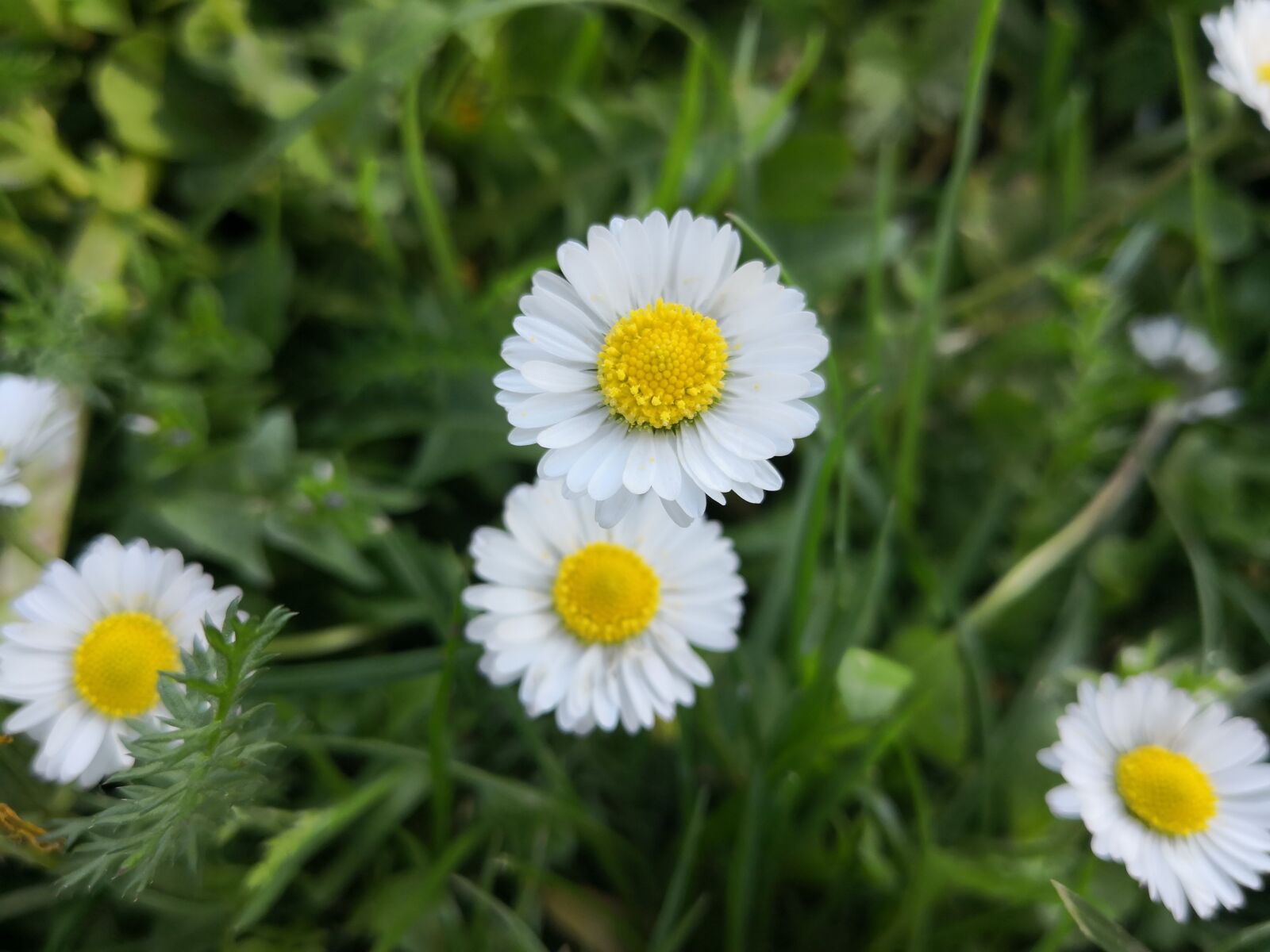 HUAWEI Mate 10 Pro sample photo. Nature, plant, flower photography
