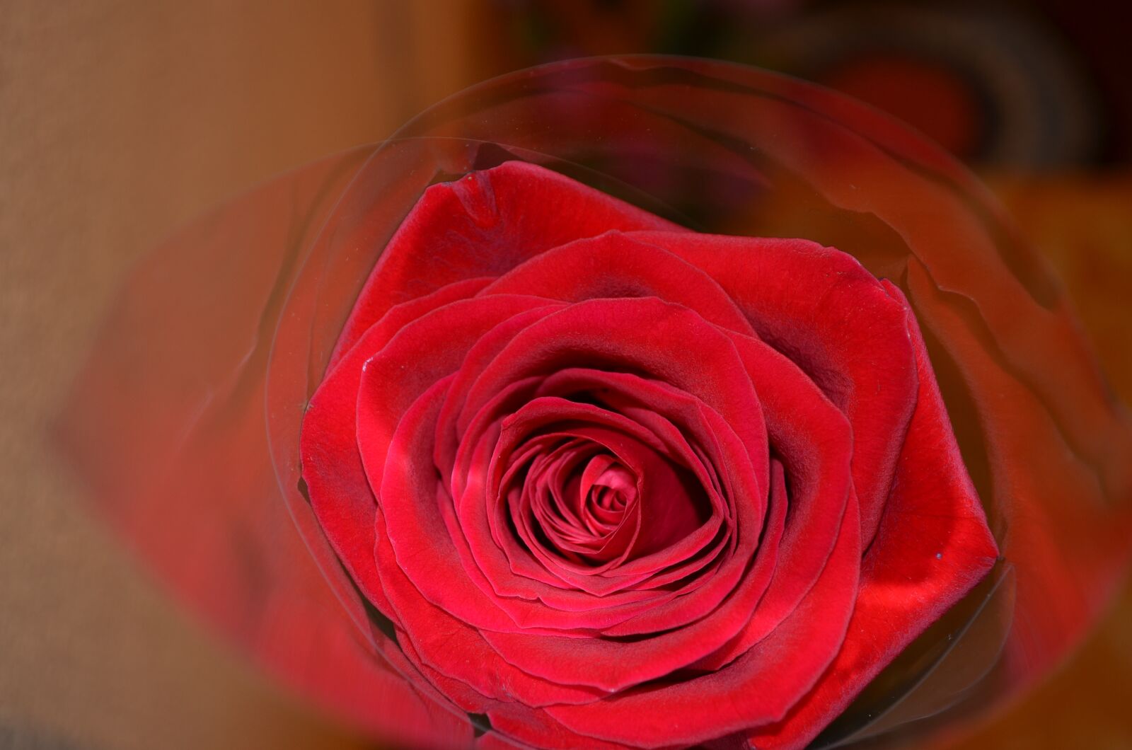 Nikon D5100 sample photo. Rose, red rose, beautiful photography