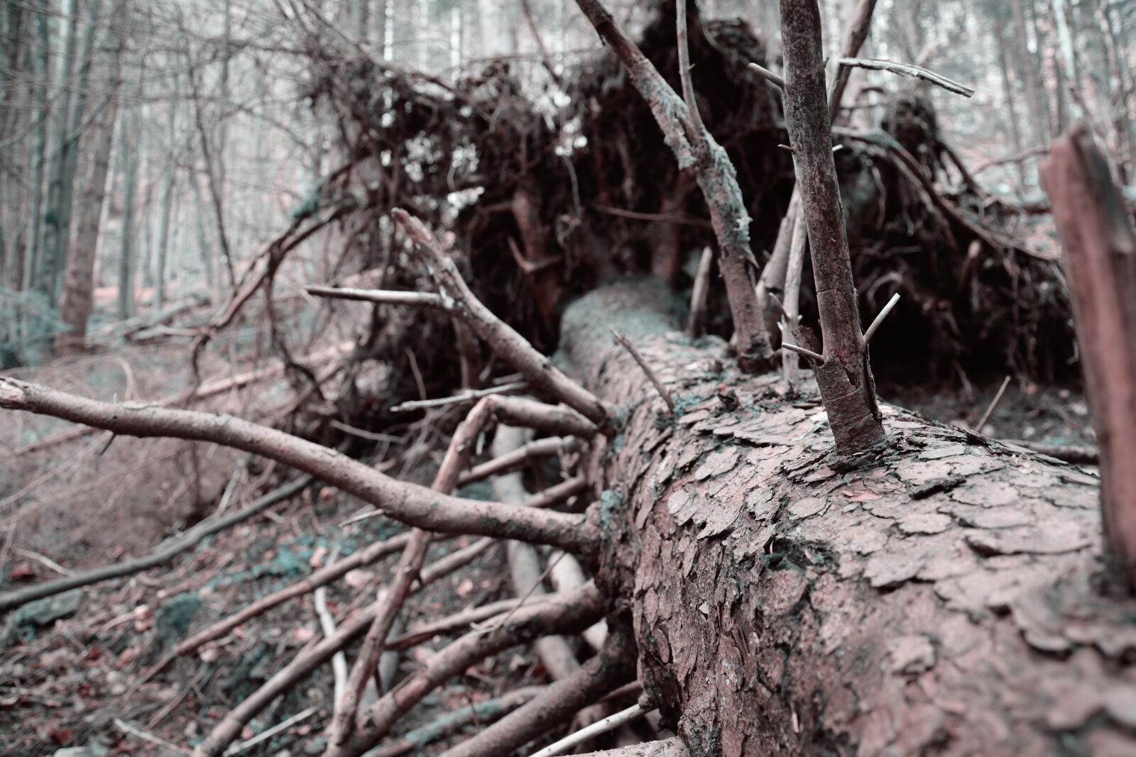 Nikon D5300 sample photo. Tree, dead, dead tree photography