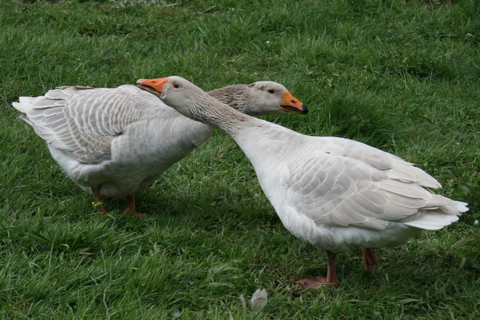 Canon EOS 400D (EOS Digital Rebel XTi / EOS Kiss Digital X) sample photo. Steinbacher fighting goose, geese photography
