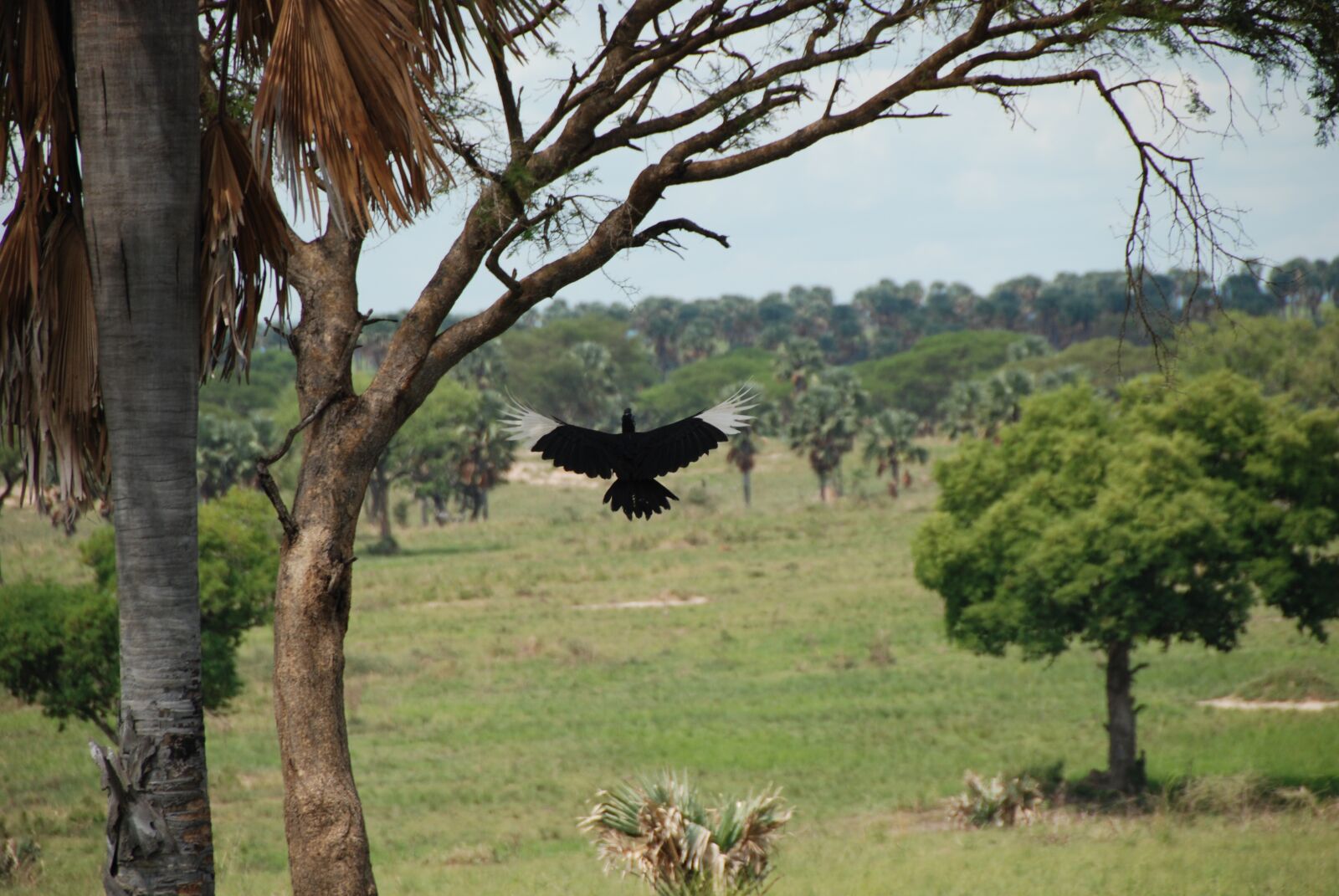 Nikon D80 sample photo. Africa, bird, uganda photography