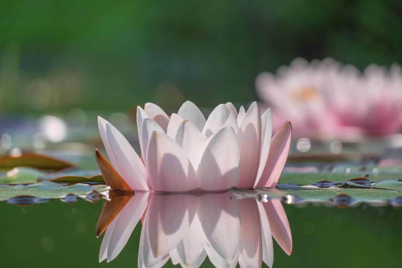 Fujifilm XC 50-230mm F4.5-6.7 OIS sample photo. Water lily, flower, pond photography