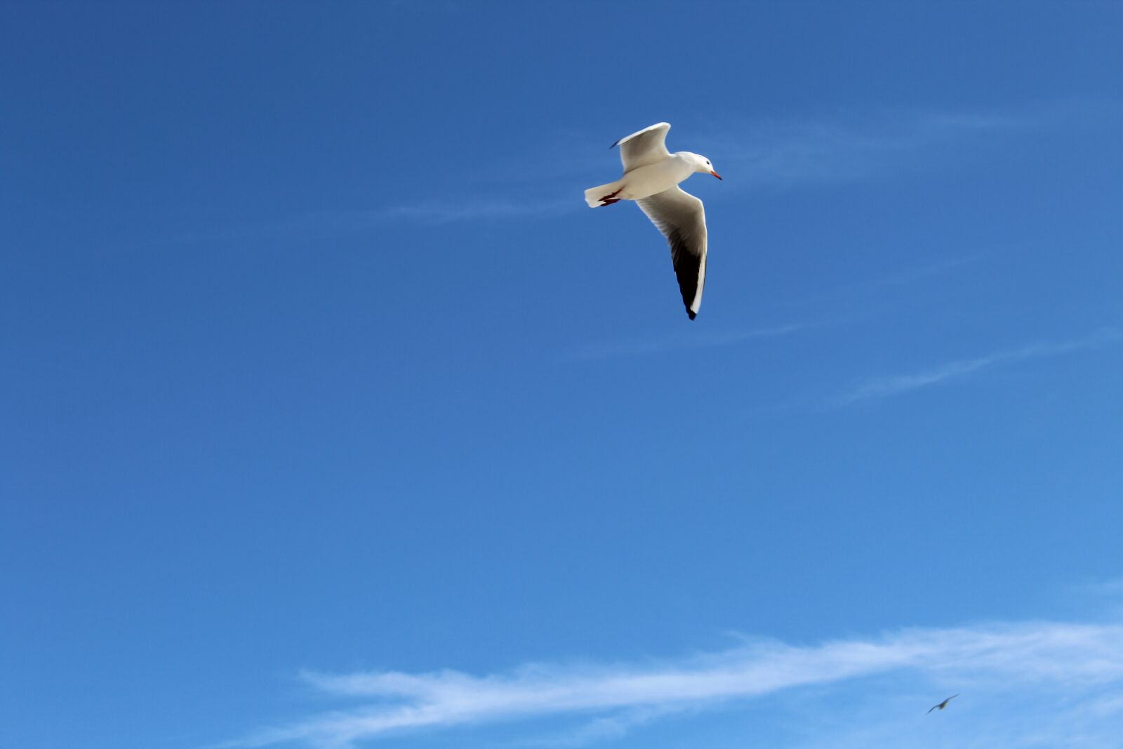 Canon EOS 1300D (EOS Rebel T6 / EOS Kiss X80) sample photo. Sky, blue, seagull photography