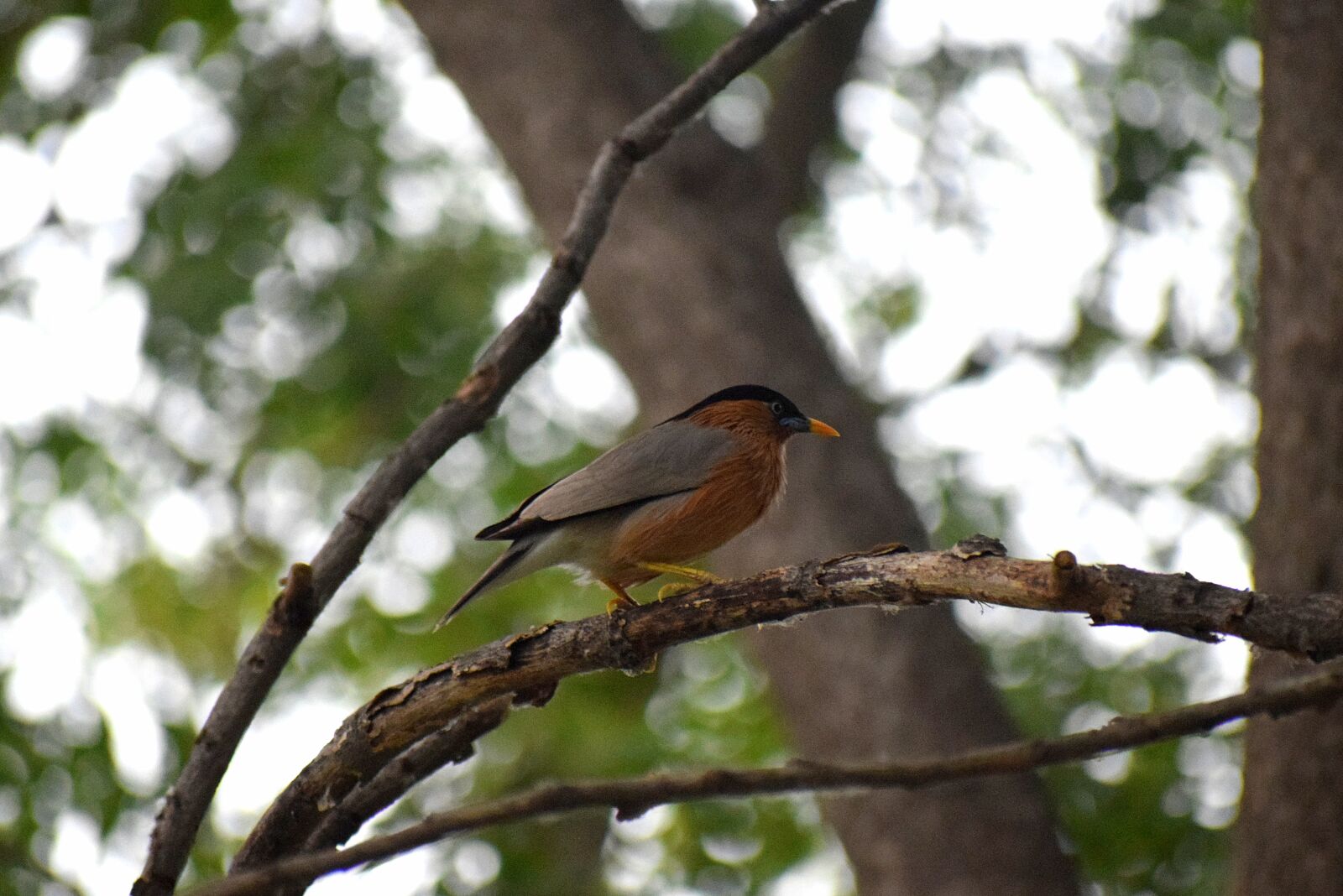 Nikon D3300 sample photo. Bird, nature, branch photography