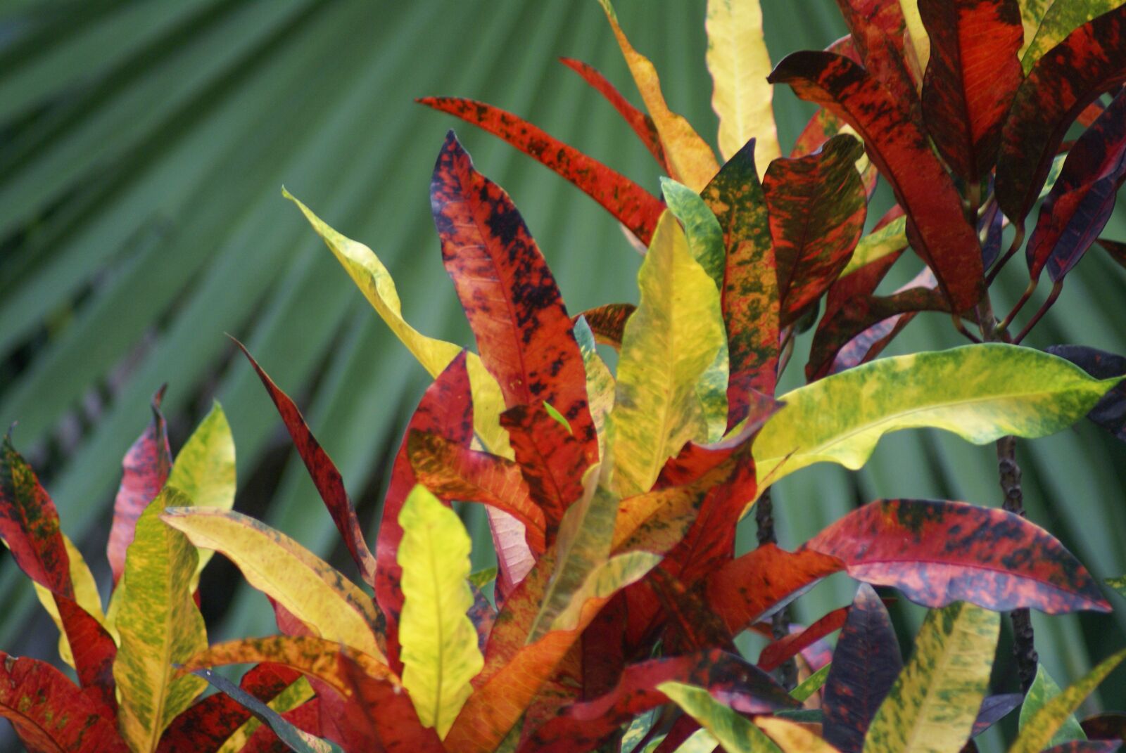 Sony Alpha DSLR-A100 sample photo. Plant, table, cundinamarca photography