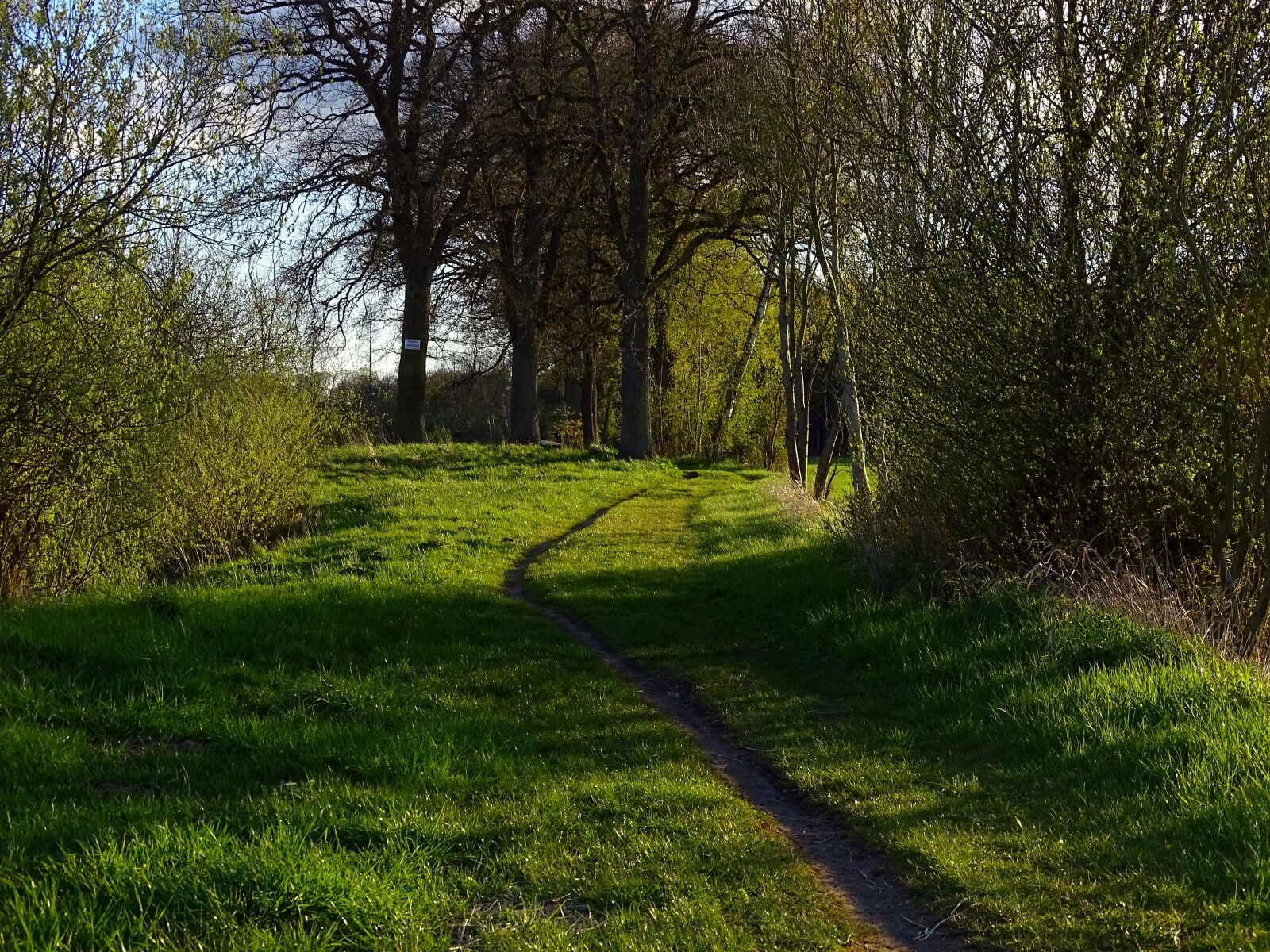 Sony Cyber-shot DSC-HX400V sample photo. Nature, path, forest photography