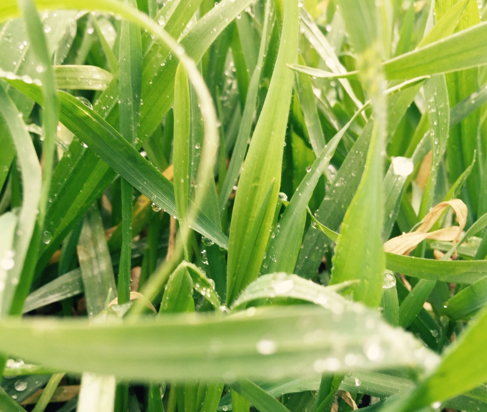 iPhone 6 Plus back camera 4.15mm f/2.2 sample photo. Grass, green, close shot photography