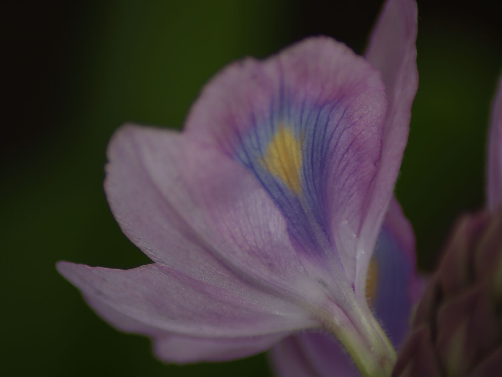 Canon EOS M50 (EOS Kiss M) sample photo. Water, hyacinth, flower photography