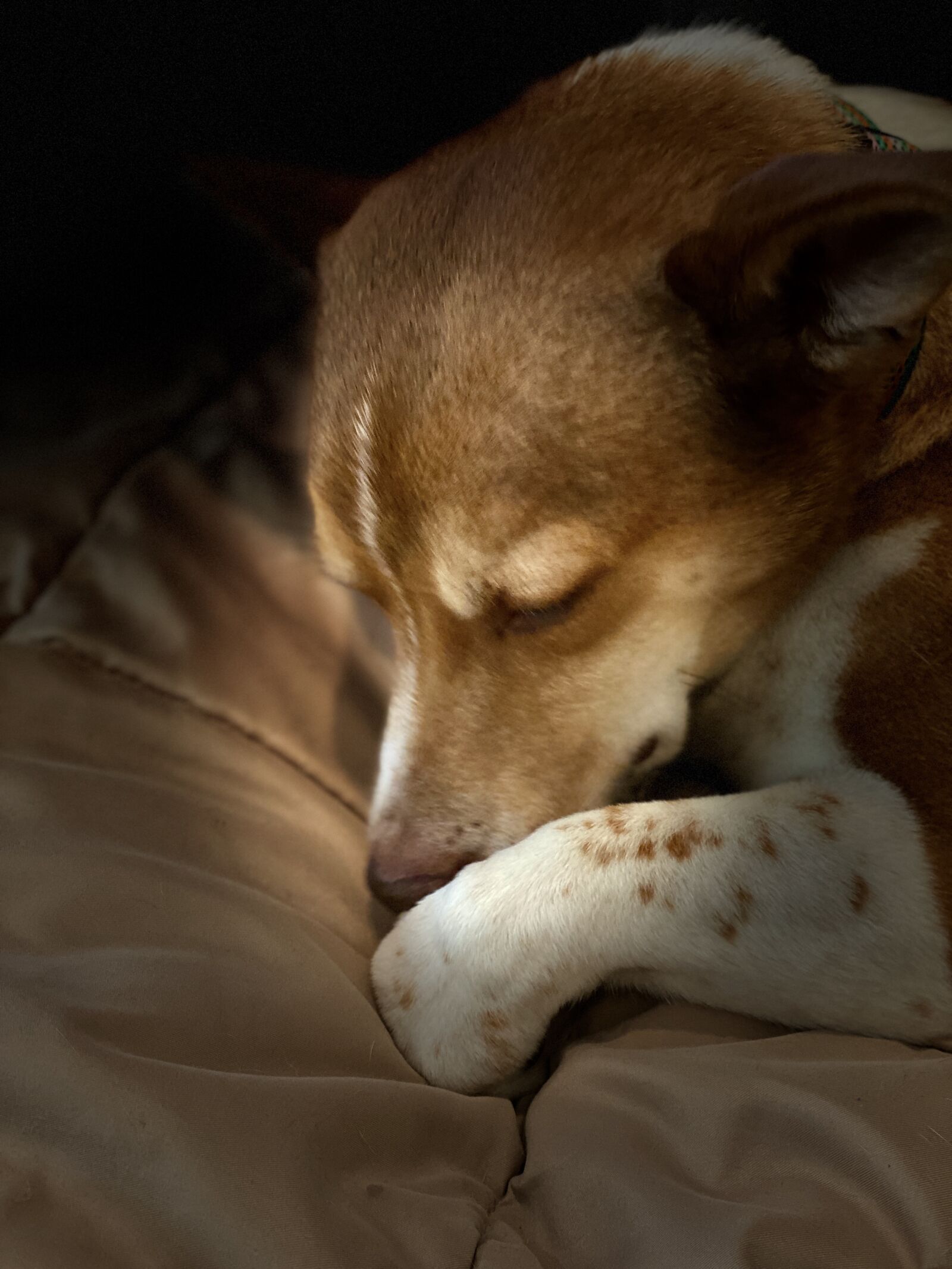 Apple iPhone 11 Pro sample photo. Dog, sleeping, cute photography