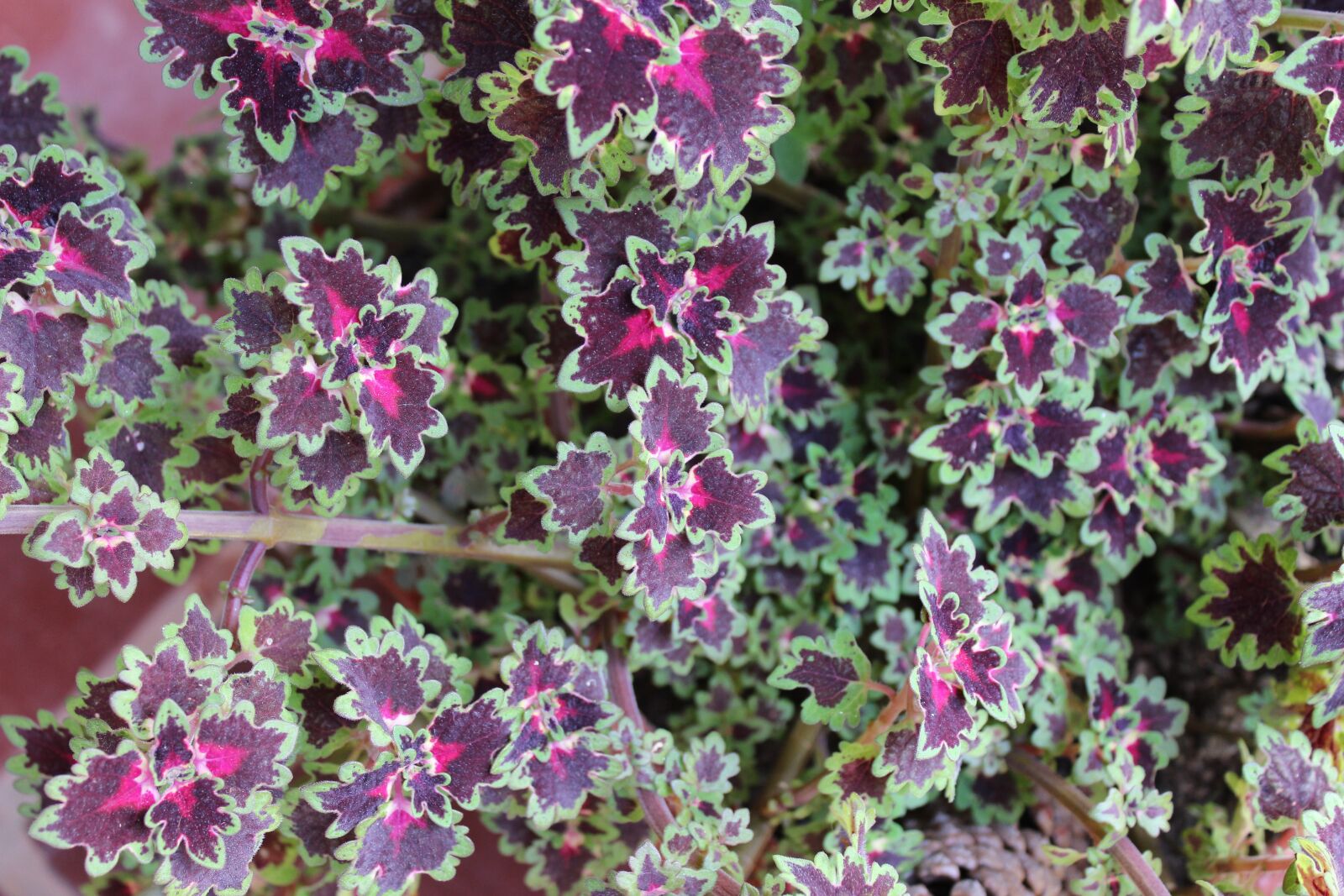 Canon EOS 1300D (EOS Rebel T6 / EOS Kiss X80) sample photo. Garden, plant, nature photography