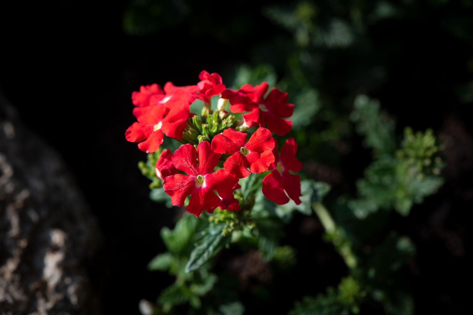 Nikon D750 sample photo. Flowers, flower, red photography