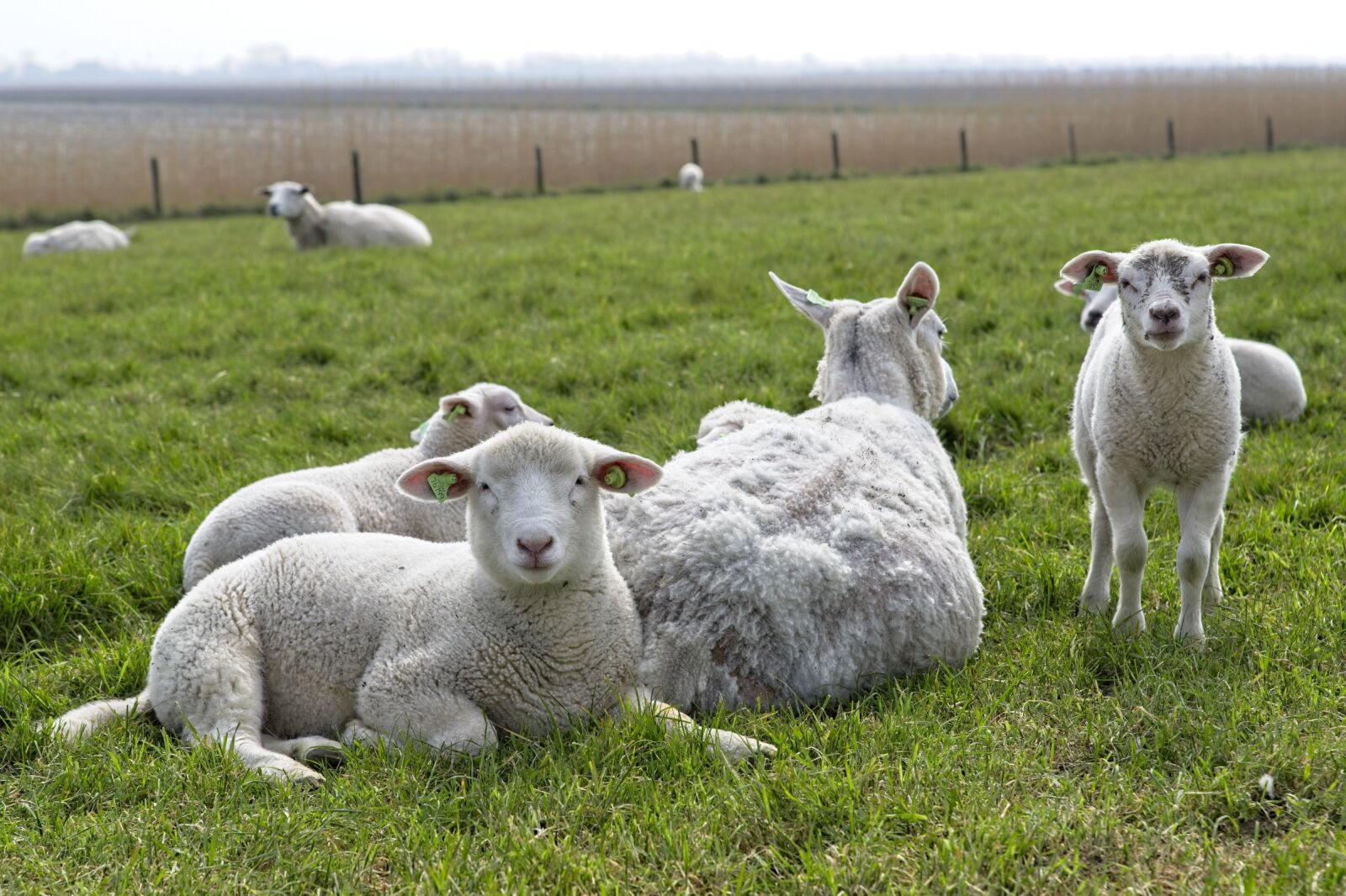 Canon EOS 6D Mark II sample photo. Sheep, lambs, herd photography