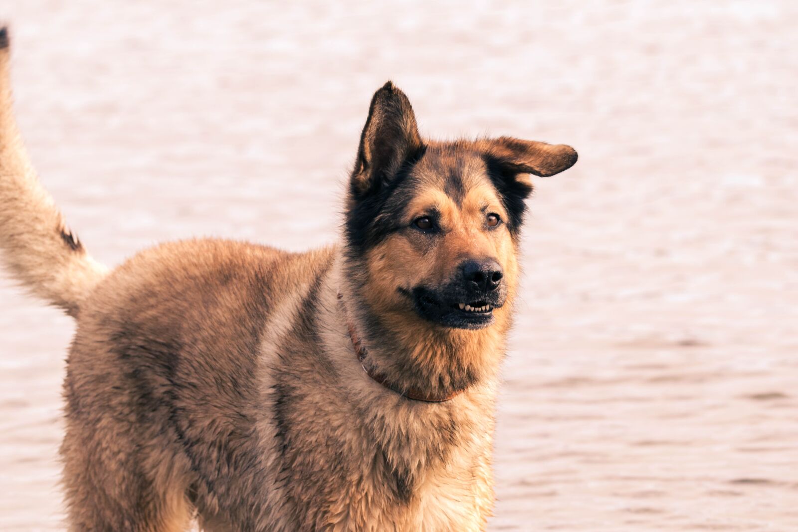 Nikon D5300 sample photo. Dog, water, wet photography