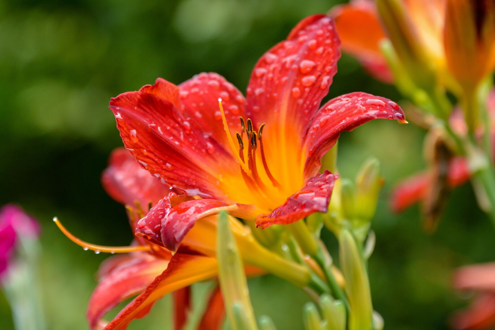 Nikon D7100 sample photo. Flower, nature, relaxation photography