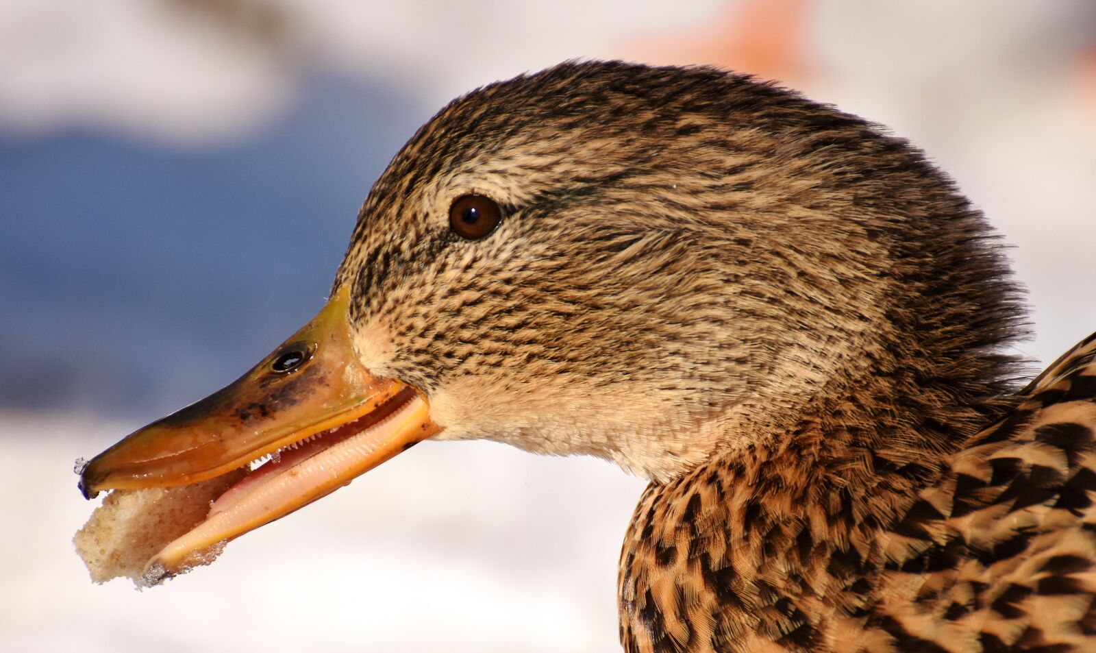 Nikon D7200 sample photo. Duck, mallard, eat photography