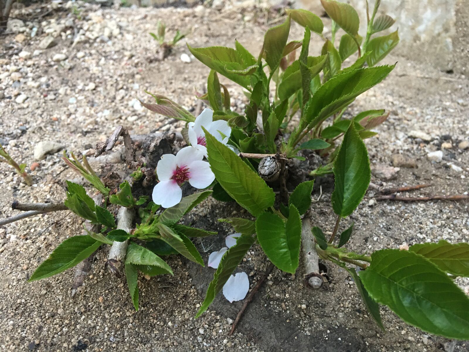 iPhone 6s Plus back camera 4.15mm f/2.2 sample photo. Flower, two, land photography