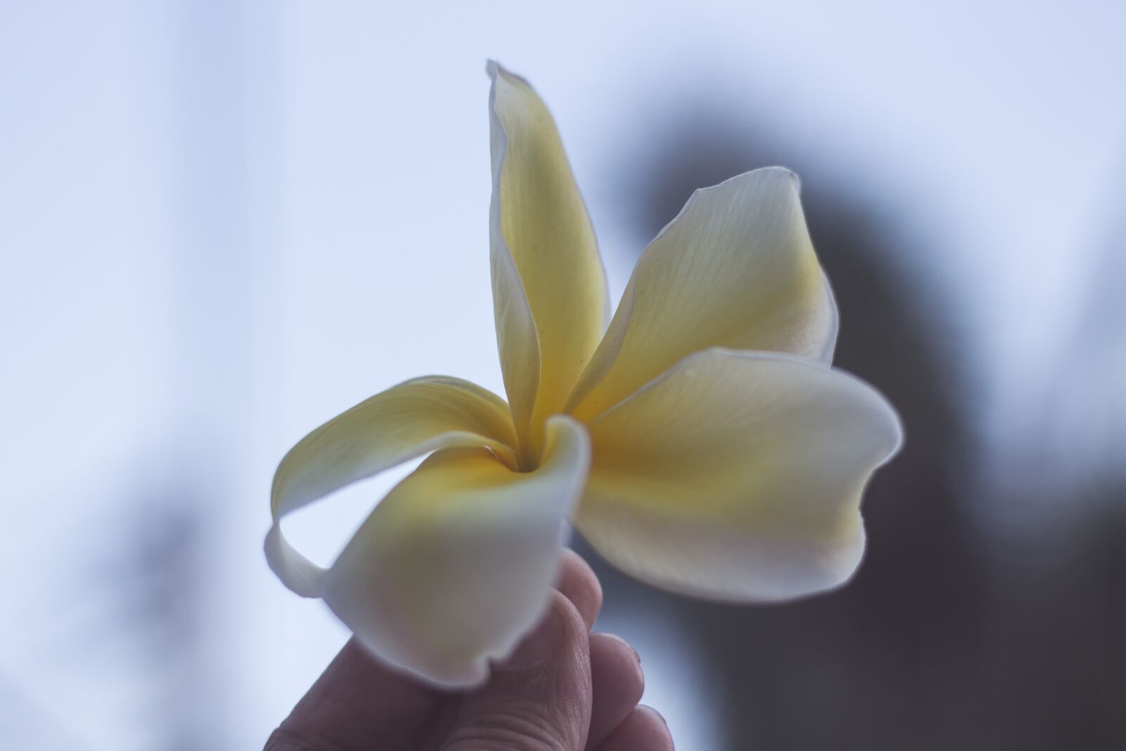 Canon EOS 700D (EOS Rebel T5i / EOS Kiss X7i) + Canon EF 50mm F1.8 STM sample photo. Plumeria, flower, thailand photography