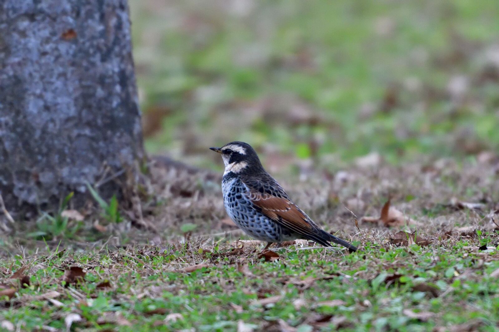 Nikon D500 sample photo. Natural, wild animals, bird photography