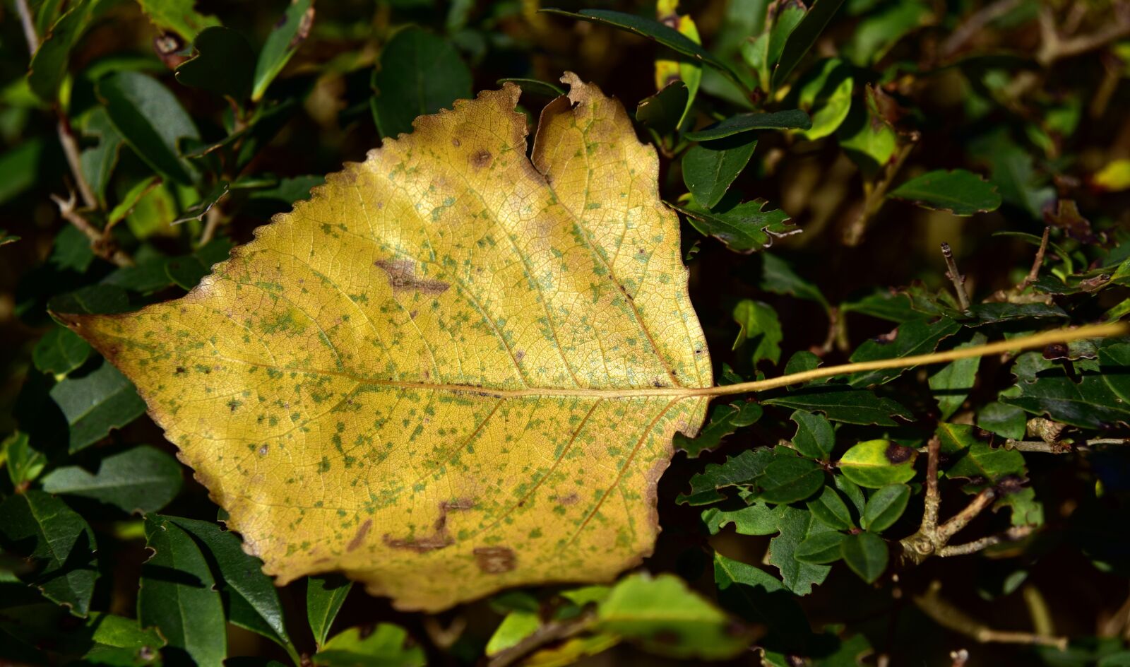 Nikon D750 sample photo. Leaf, autumn, nature photography
