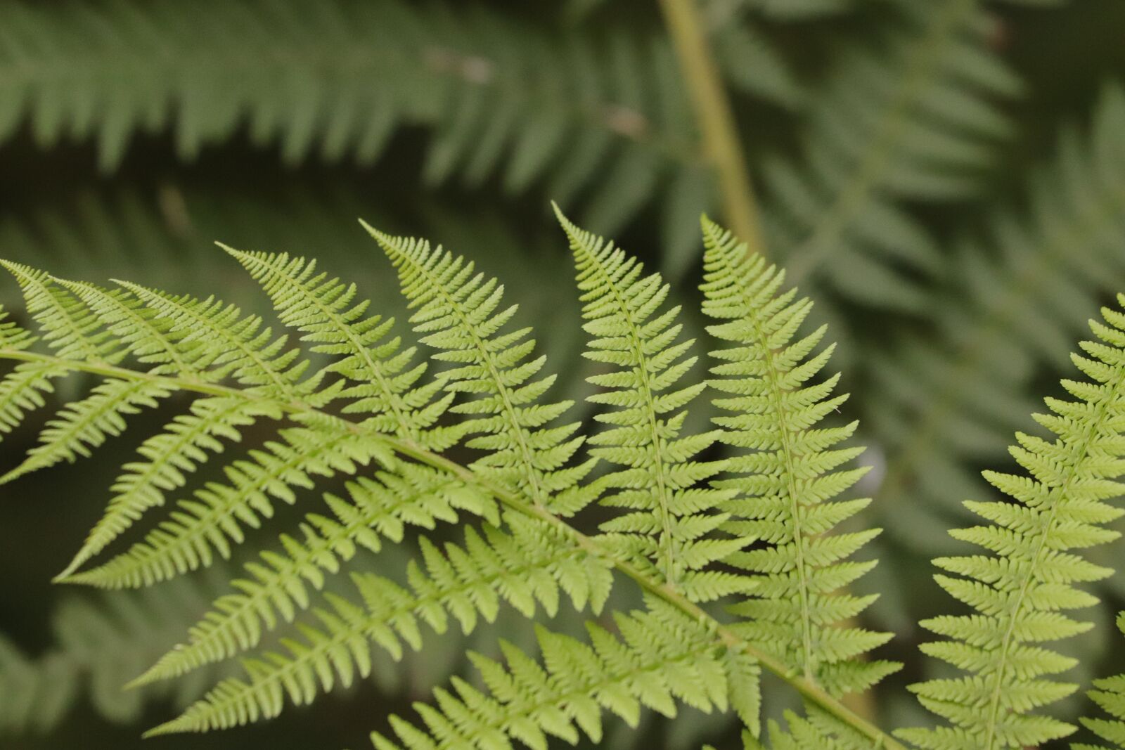 Canon EF 70-300 F4-5.6 IS II USM sample photo. Fern, green, plant photography