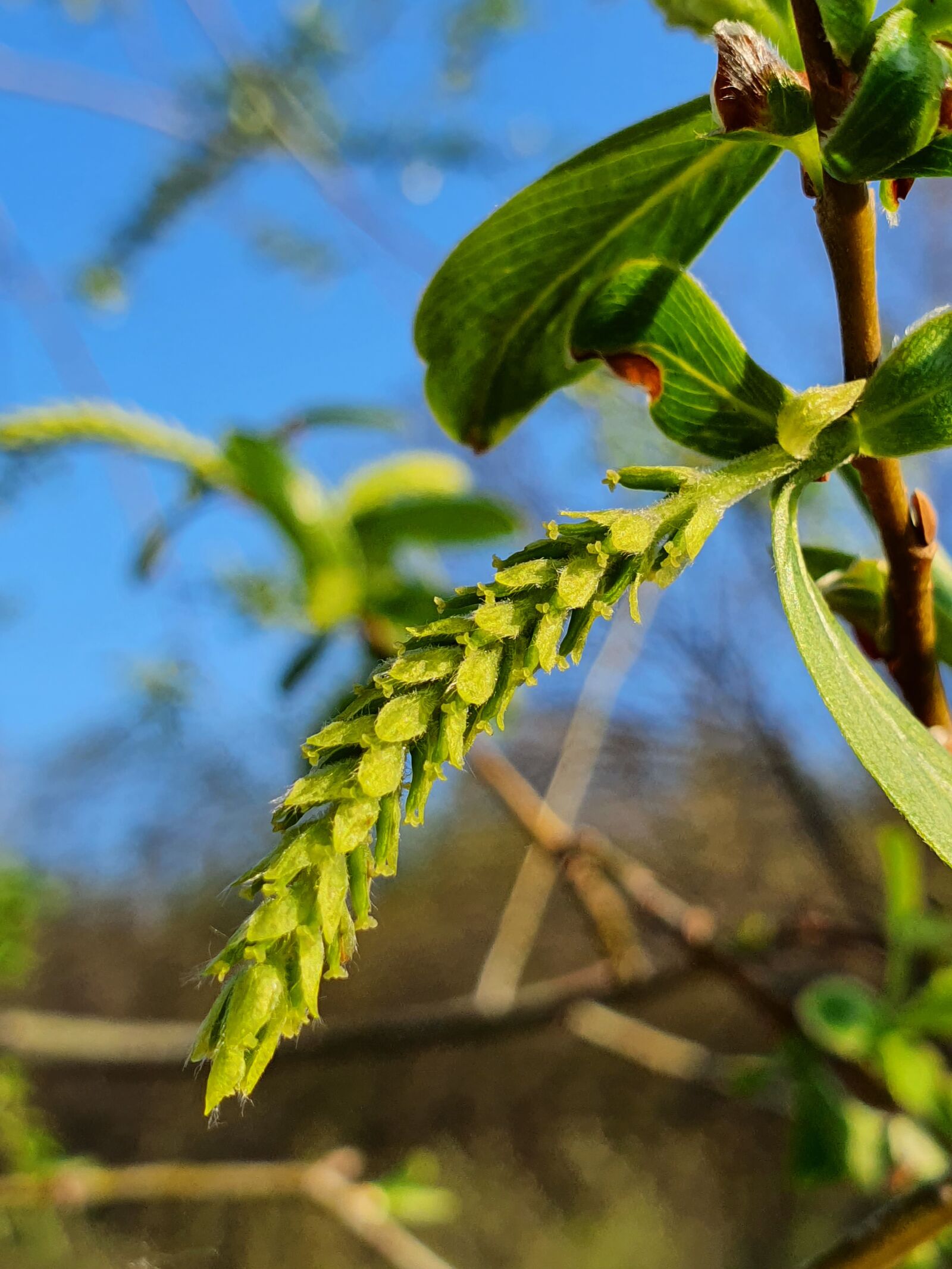 Samsung Galaxy S10 sample photo. Tree, bud, spring photography