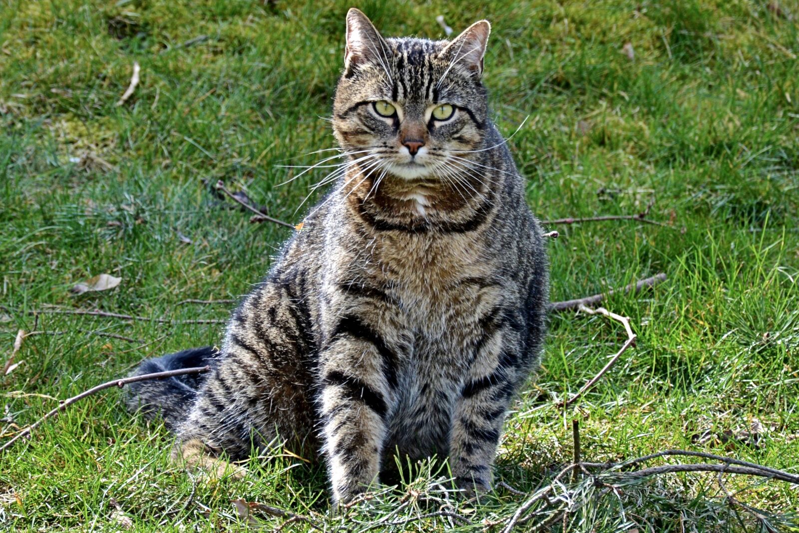 Nikon D3200 sample photo. Cat, mackerel, meadow photography