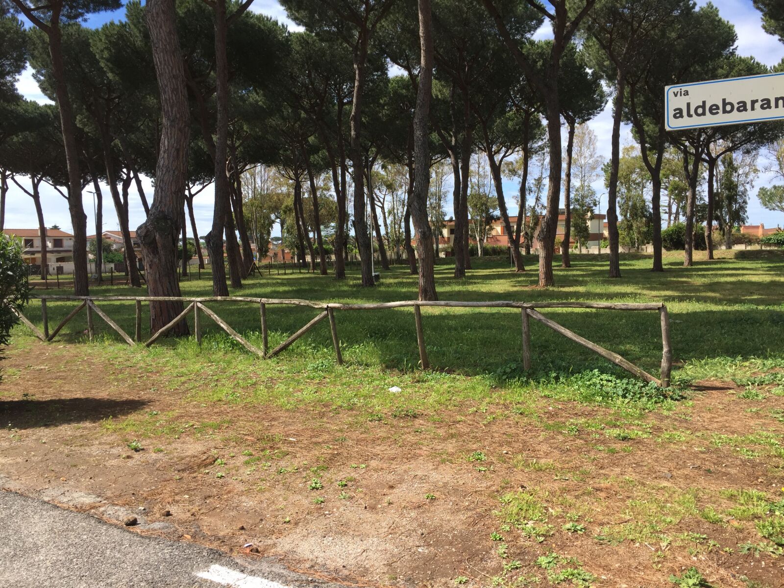 iPhone 6 back camera 4.15mm f/2.2 sample photo. The pine forest 03 photography