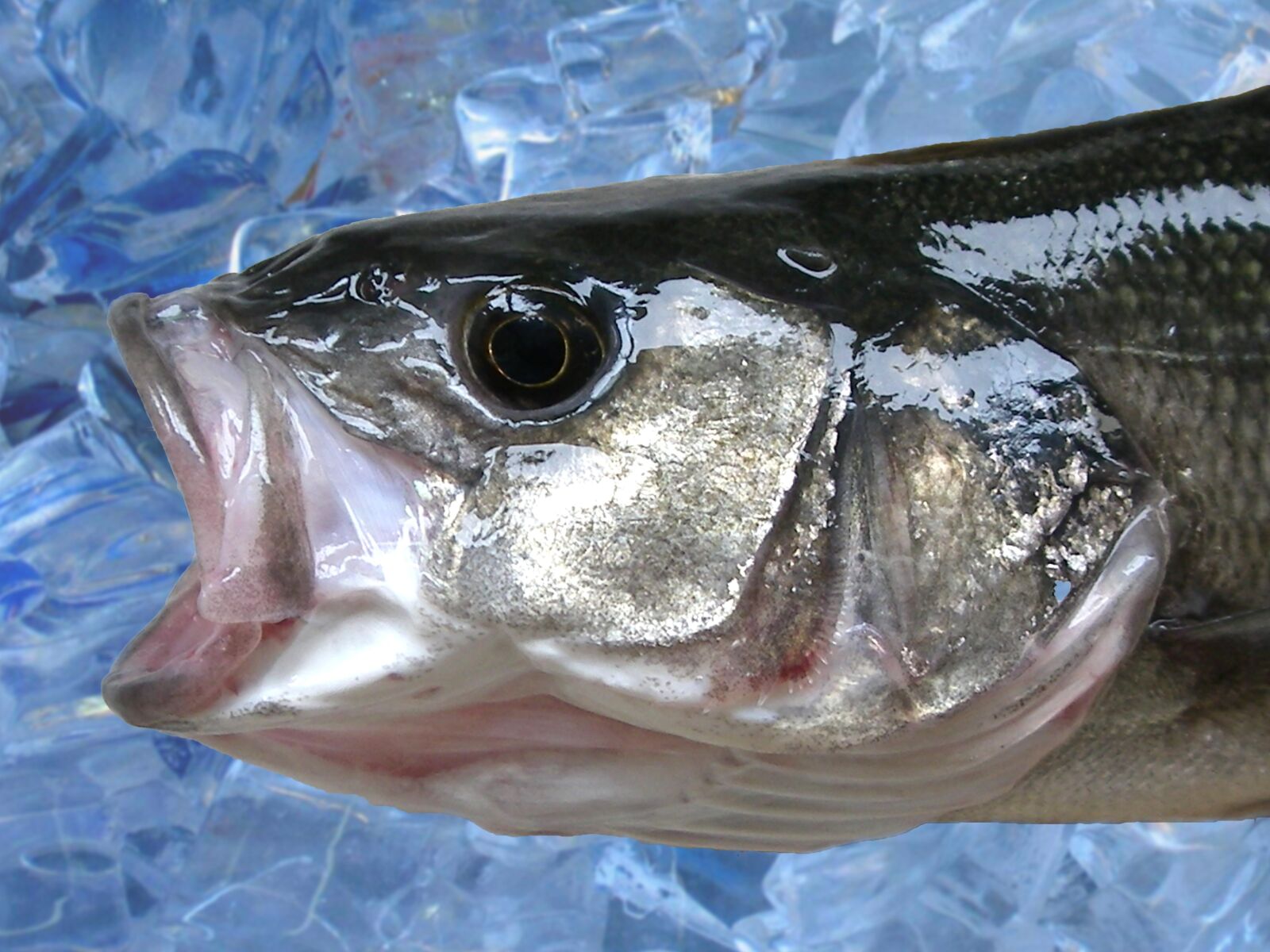 Pentax OPTIO T30 sample photo. Fish, wolf, fishing photography