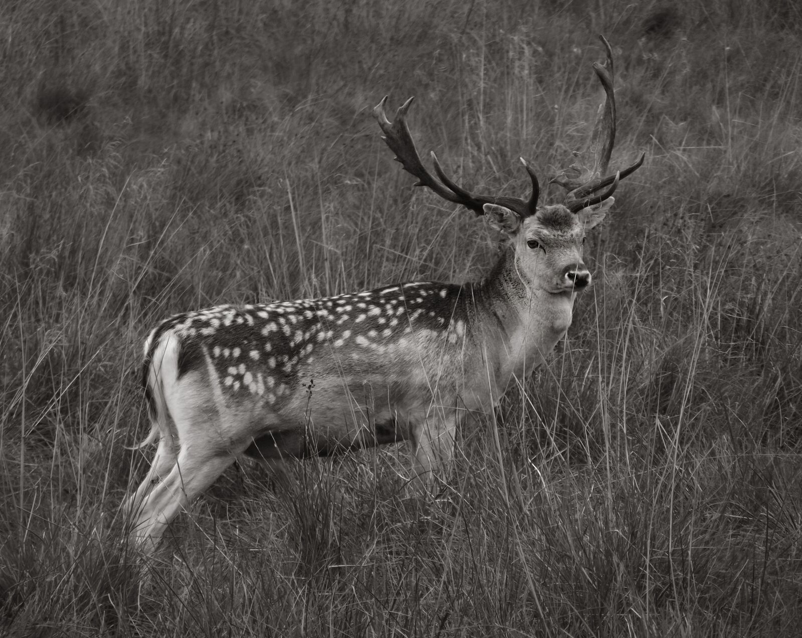 Fujifilm FinePix S2970 sample photo. Deer, fallow deer, nature photography