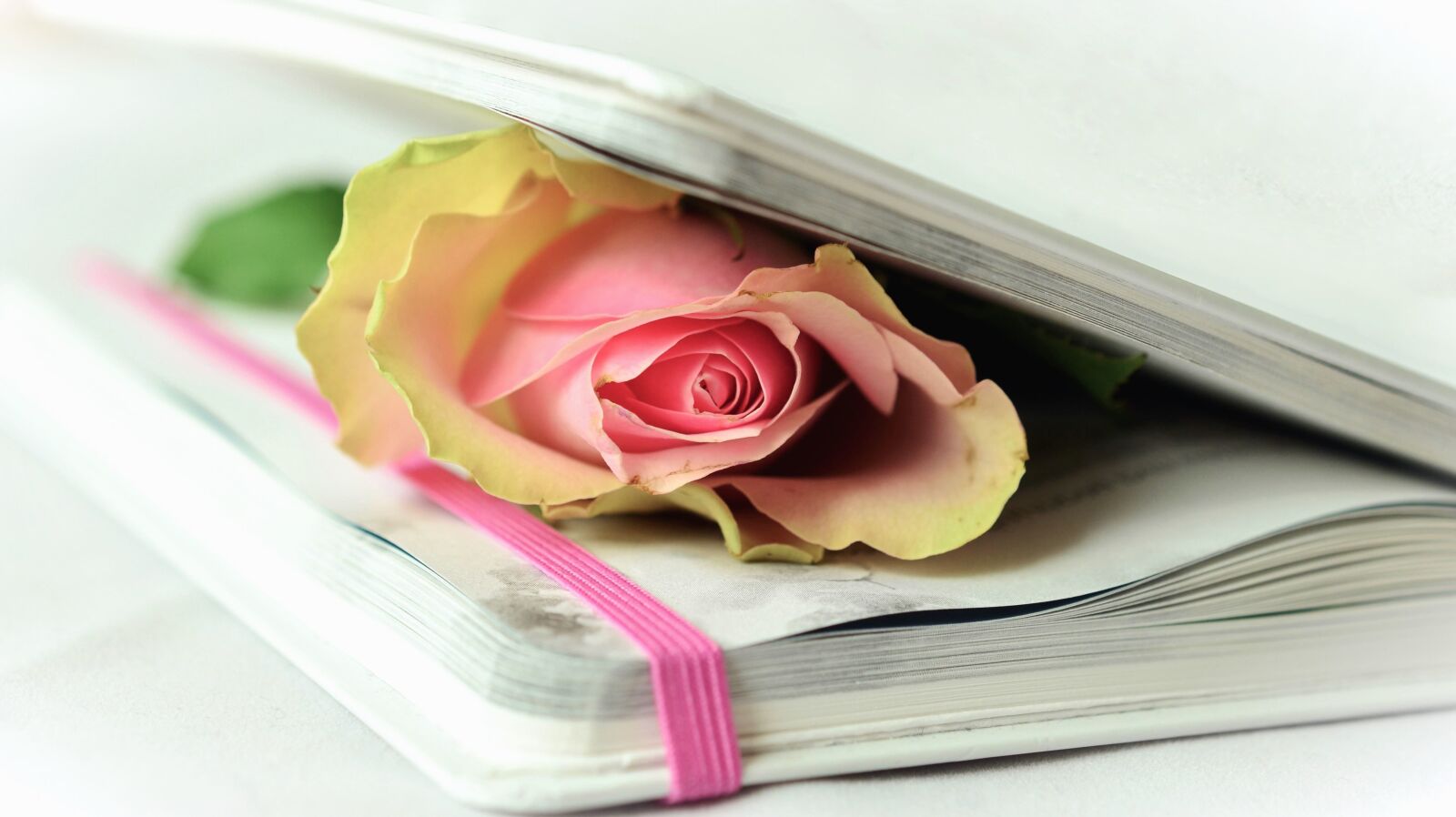 Nikon D5100 sample photo. Rose, book, petals, cover photography
