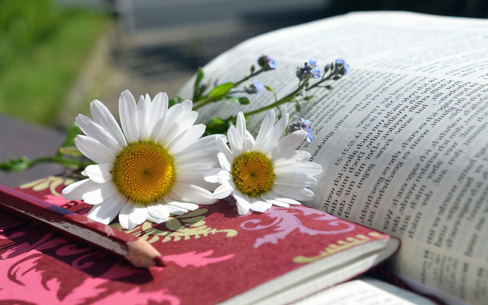 Nikon D5100 sample photo. Daisy, petal, flower, book photography
