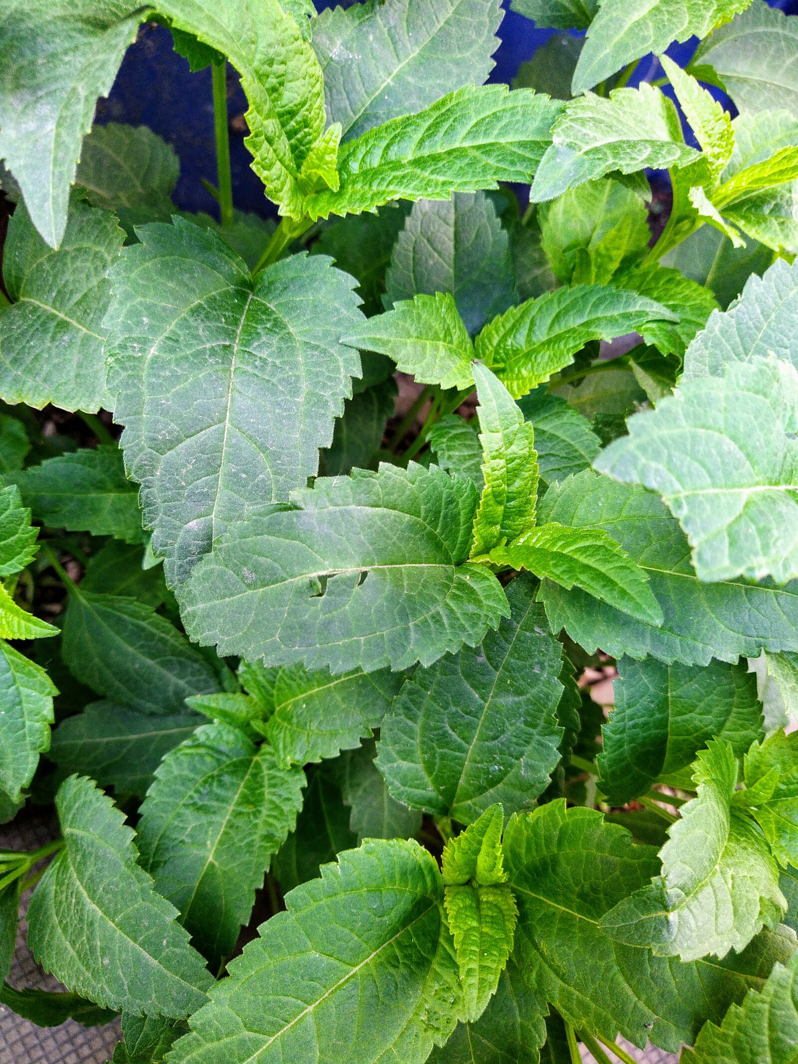 HMD Global Nokia 7.2 sample photo. Plant, leaves, nature photography