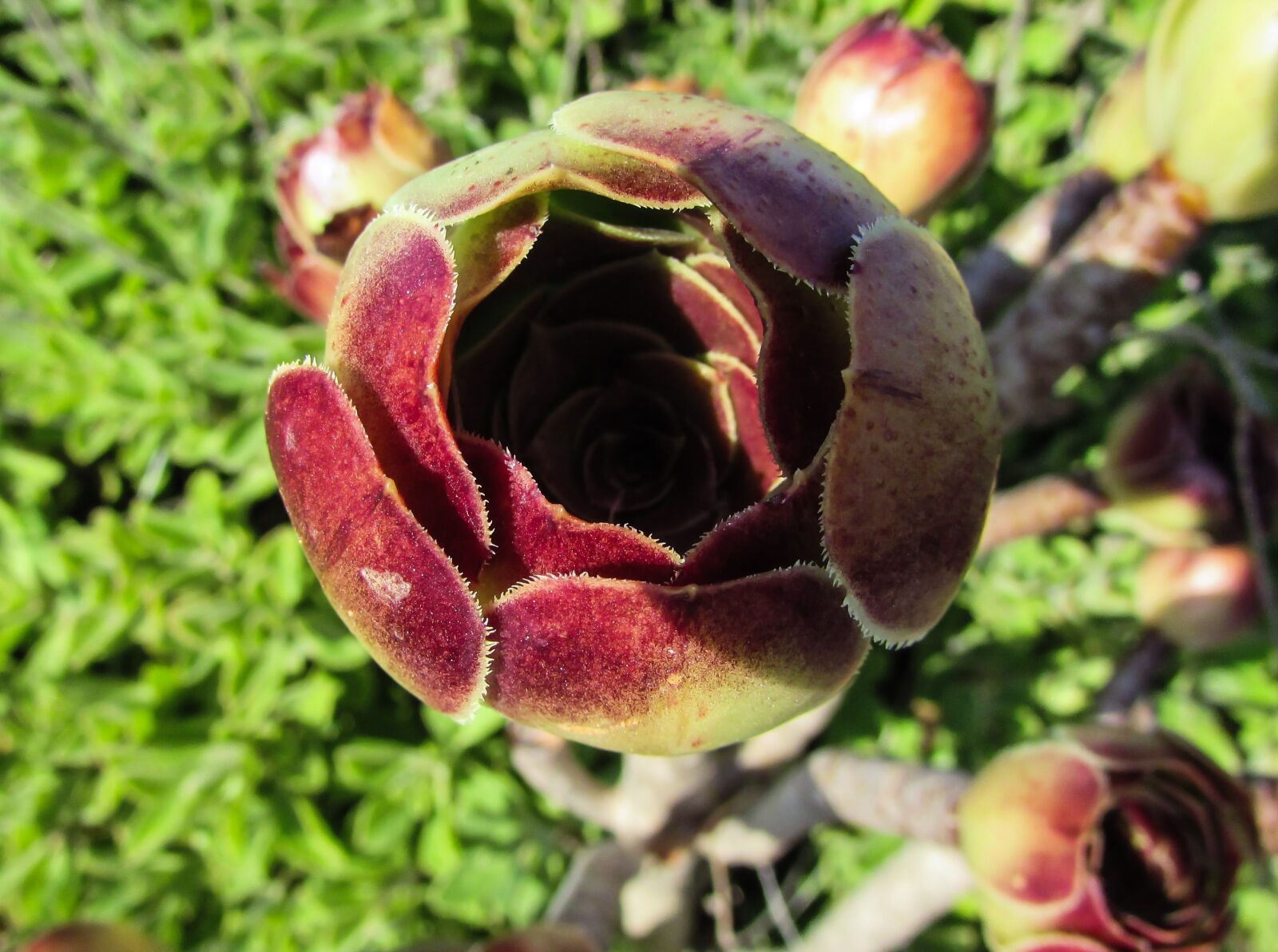 Canon PowerShot SX400 IS sample photo. Flower, cactus, plant photography
