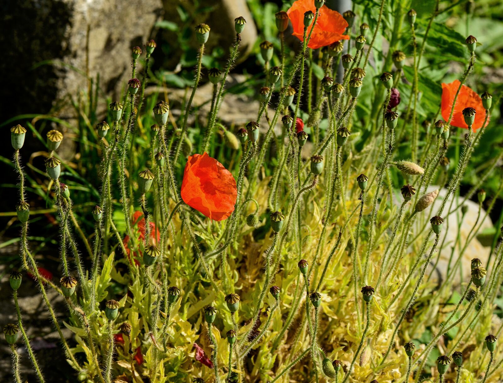 Nikon D7000 sample photo. Poppy, red, nature photography